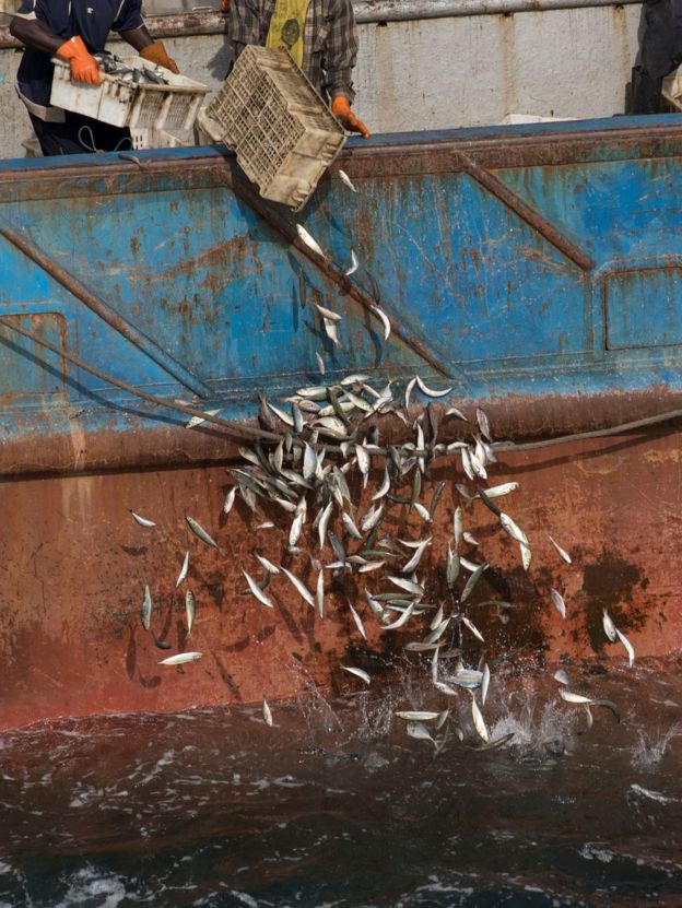 几内亚科纳克里一艘中国渔船上的几内亚籍渔工将兼捕渔获物倒回海中（31/3/2017）