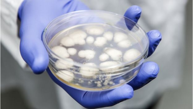 Penicillium fungus on a petri dish