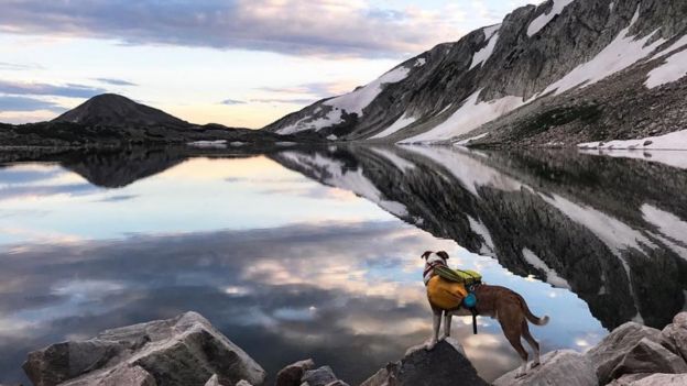 Beautiful lake and mountain landscape with dog exploring