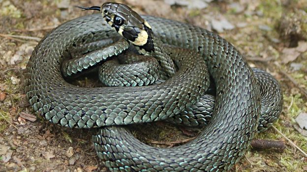 The common or eastern grass snake (Natrix natrix)