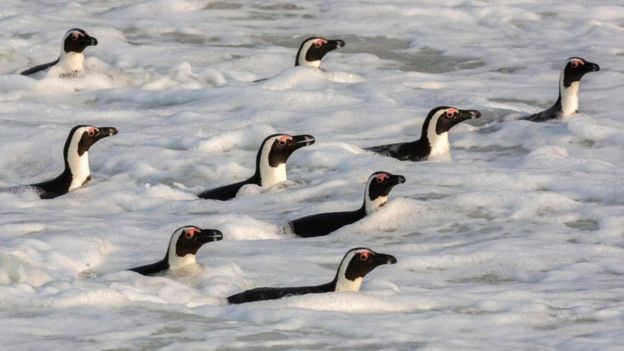 ஆஃப்ரிக்கன் பென்குயின்கள்