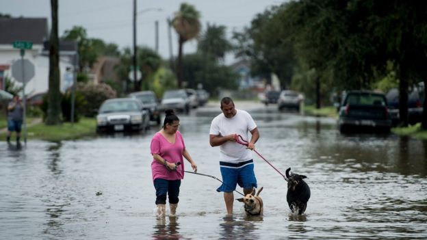 People walk dogs through flooded streets as the effects of Hurricane Henry are seen August 26, 2017 in Galveston, Texas