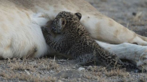 Simba huyo alikuwa kilomita moja kutoka kwa nyumba yao ambapo kuna maficho ya watoto wake alipokutana na chuo huyo mdogo.