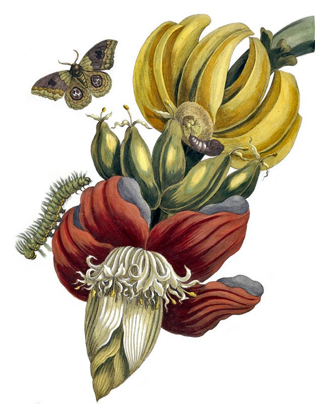 Banano en Surinam