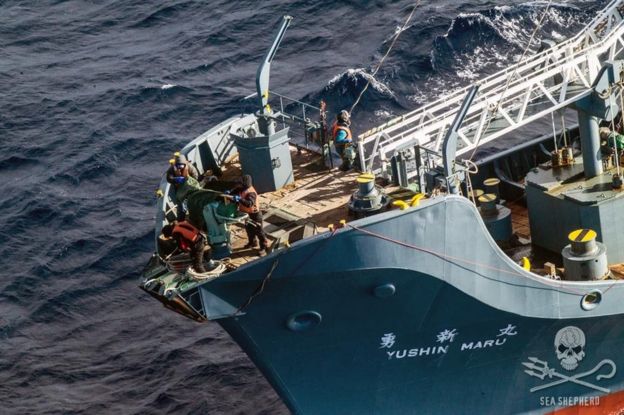 Sea Shepherd said two smaller boats, including the Yushin Maru, concealed harpoons