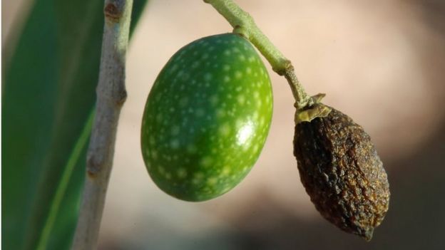 A dried olive at a plantation in central Italy. Photo: June 2017