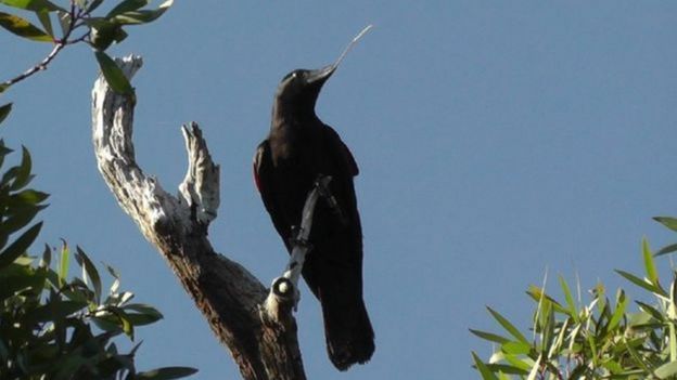Corvo da Nova Caledônia em árvore