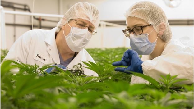 Una fábrica de producción de cannabis en Paris, Ontario.