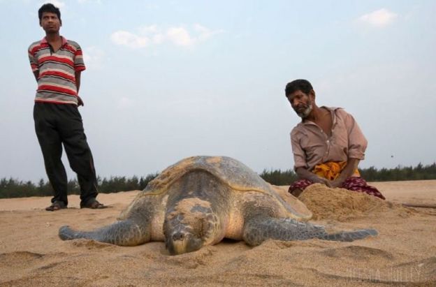 A local hired by the Forest Department helps an injured olive ridley lay eggs