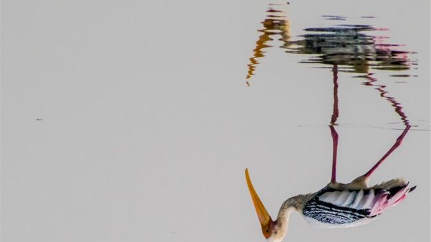 பிரதிபலிப்பு