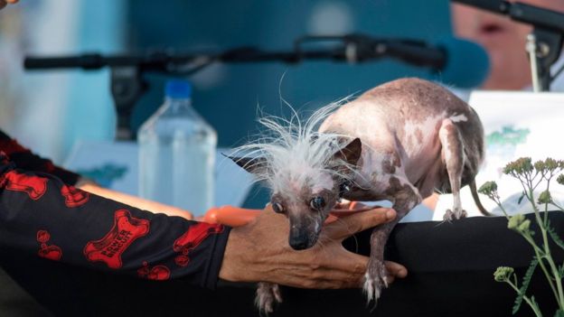 Rascal in world's ugliest dog competition