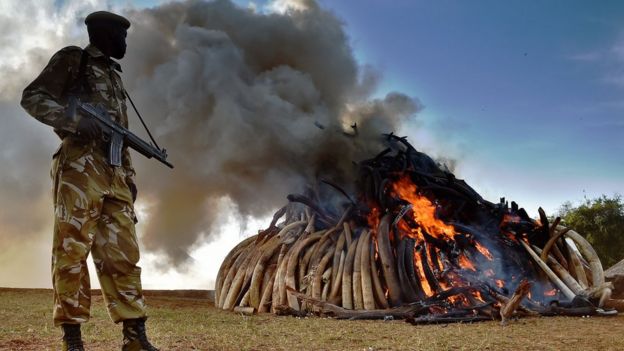 Ivory being burned in Kenya