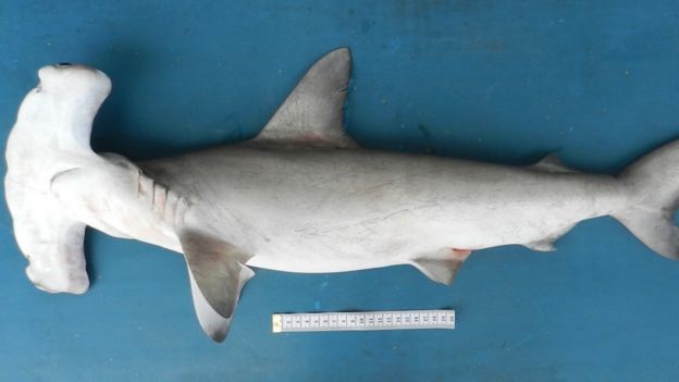 Um tubarão-martelo