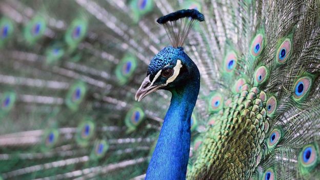 பெண் மயில்களை ஈர்க்க ஆண் மயில்களின் அட்டகாச உத்தி: ஆய்வு