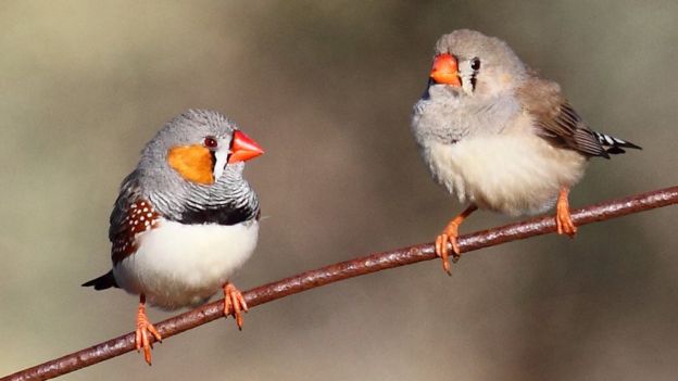 two adult zebra finches