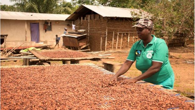 Cocoa farm worker