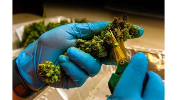 L'entreprise cultive dans un premier temps du sativa, à forte teneur en cannabidiol.
