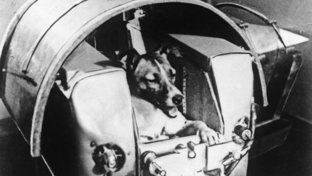 La perra Laika dentro de la cápsula en la que sería enviada al espacio.