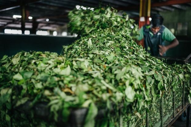 150 ஆண்டு பழம் பெருமை வாய்ந்த சிலோன் தேயிலை