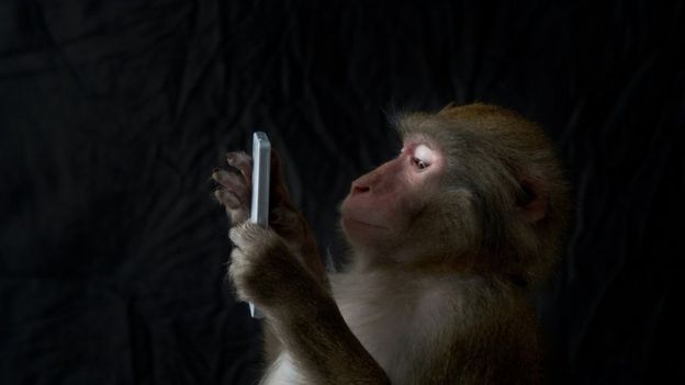 mono japonés usando un smartphone