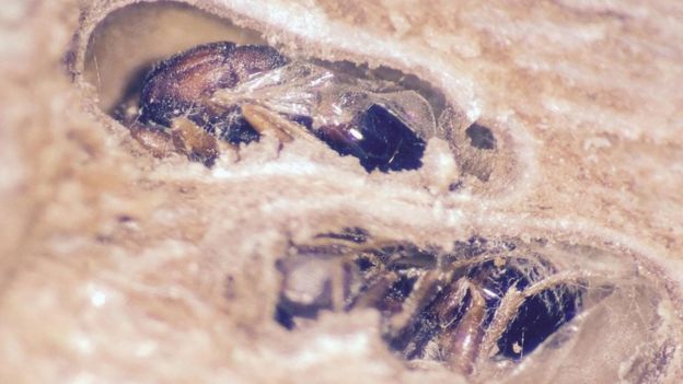 Avispas Bassettia pallida