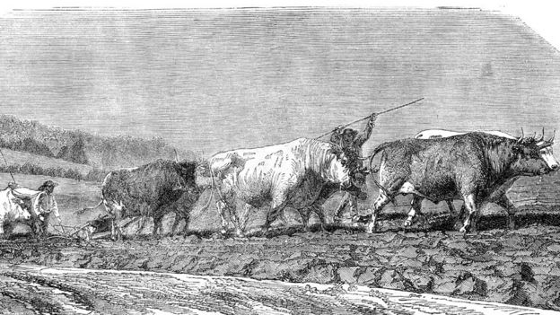 Imagen de 1862 de un campo siendo arado con bueyes.