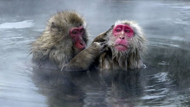 Un mono desparasitando a otro en el agua.