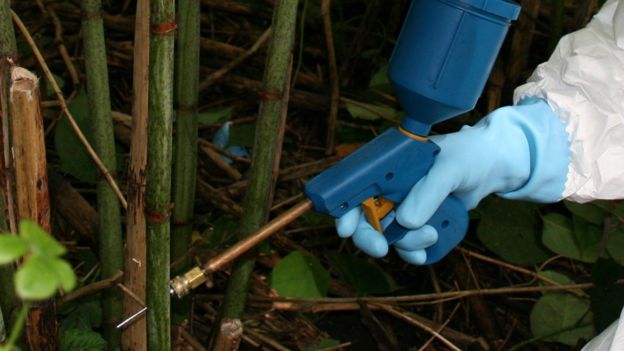 Knotweed being injected