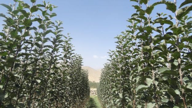 مڼه