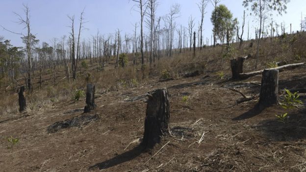 Bosque talado