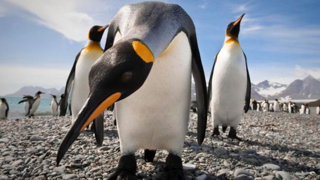 கிங் பென்குயின்