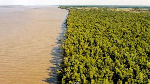 Các khu rừng ngập mặn ở ven biển giúp chống xói mòn và giúp hạn chế tác hại của các trận bão
