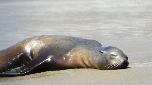 Leão marinho morto em praia