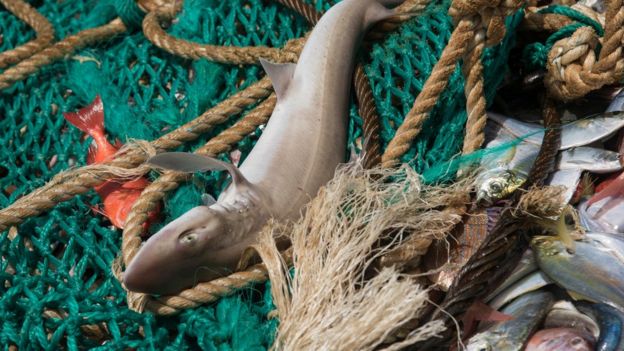 几内亚科纳克里一艘中国渔船上被拖网捕获的鲨鱼（1/4/2017）