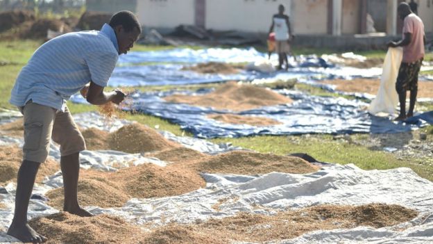 Las siembras de arroz en la localidad de Les Cayes, en el suroeste del país, se mojaron tras el paso de Matthew. Aquí los agricultores intentan secarlas.