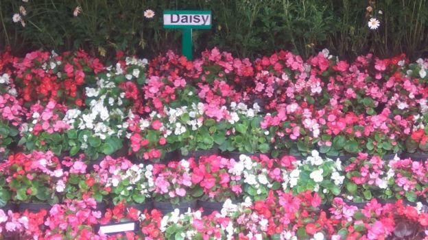 ஊட்டியில் 122 வது மலர் கண்காட்சி