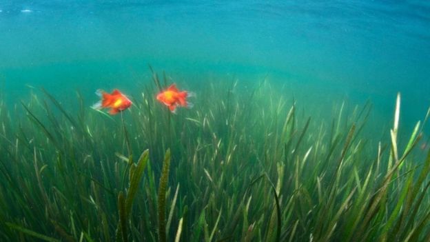 لماذا لا تستحق الأسماك أن توصم بضعف الذاكرة؟