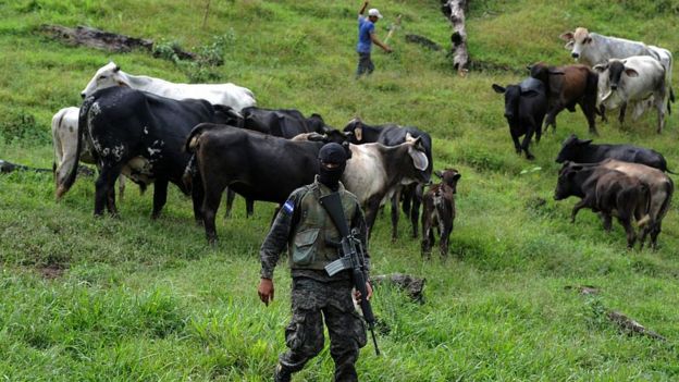 Ganado en Honduras