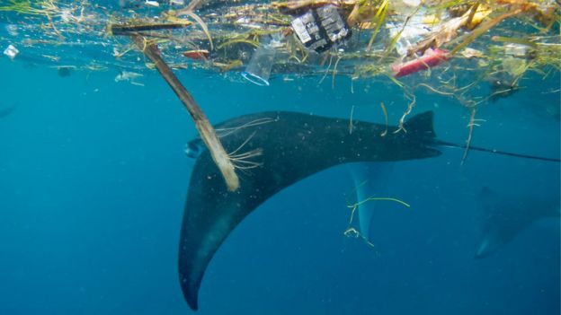 Endonezya'da plastik içinde yüzen bir vatoz