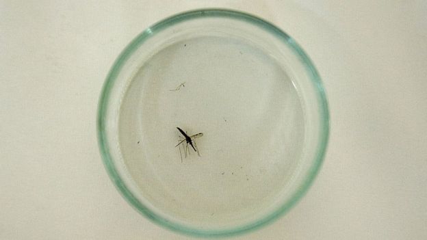 Mosquito da malária