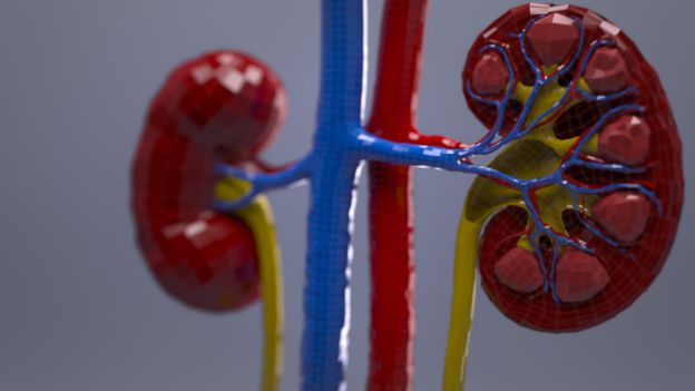 Kidney