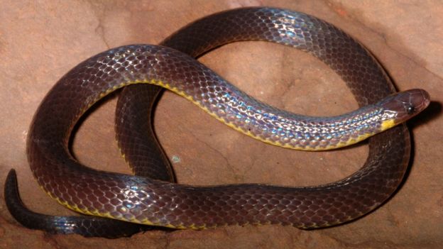 Atractus albuquerquei 2