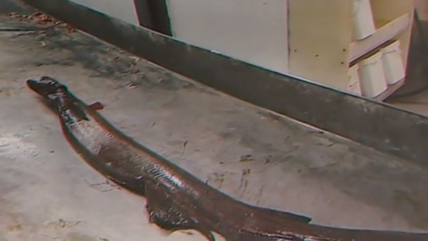 Frilled shark caught in Portugal