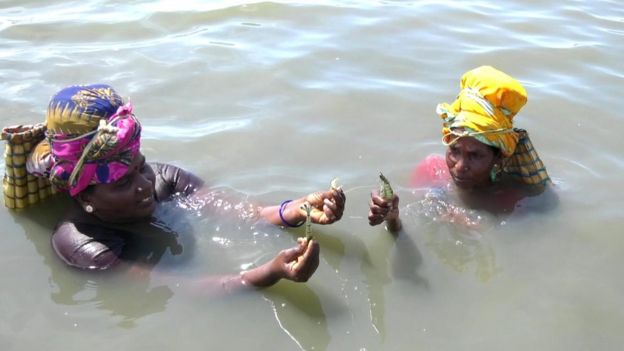 ஆபத்தை அறியாமல் கைகளால் இறால் பிடிக்கும் கடற்கரை பெண்களின் அவலம்