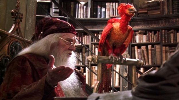 Dumbledore con un ave fénix