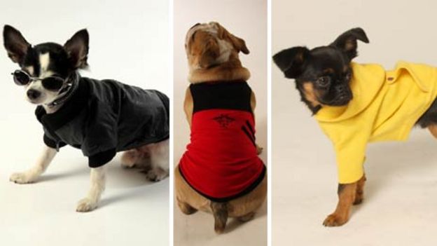 Why do people dress up their pets? - BBC News