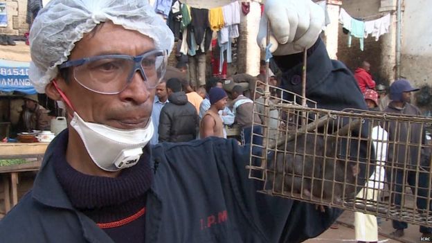 Aid worker with captured prison rat (file photo)