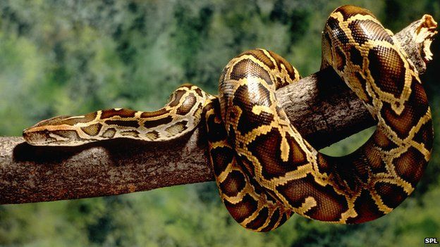Burmese Python at emaze Presentation