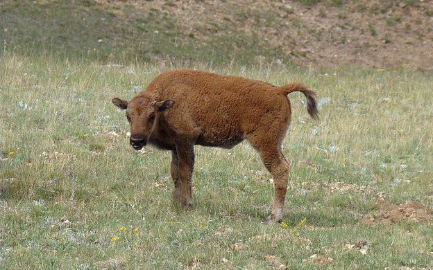 Resultado de imagen para beefalo