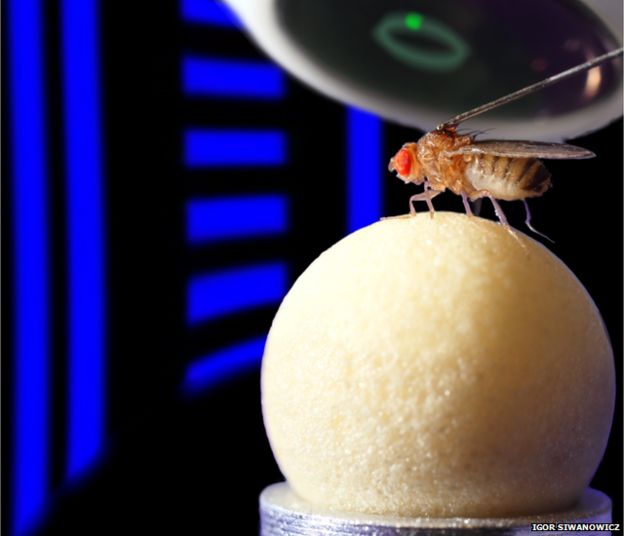 fly on treadmill